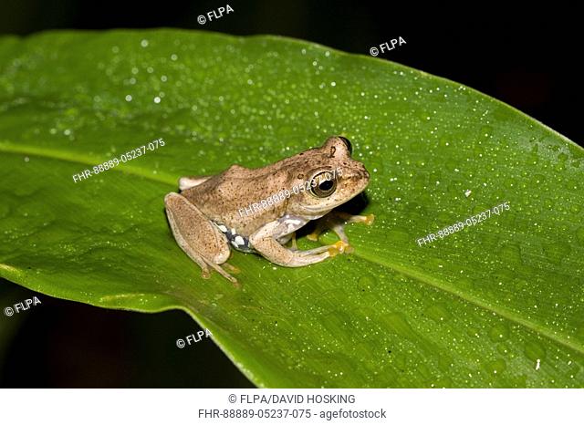 Treefrog, Boophis idae - Andasibe, Madagascar