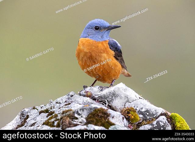 Common Rock Thrush (Monticola saxatilis), front view of an adult male perched on a rock, Abruzzo, Italy