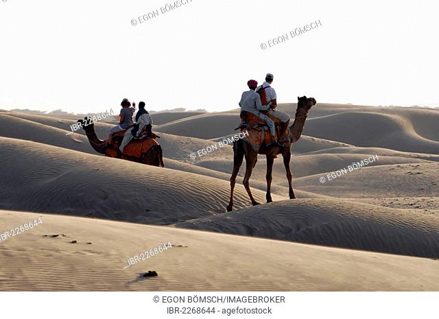 Tourists riding dromedary camels, Arabian camels (Camelus dromedarius), with guides in the desert, Thar Desert, Rajasthan, India, Asia