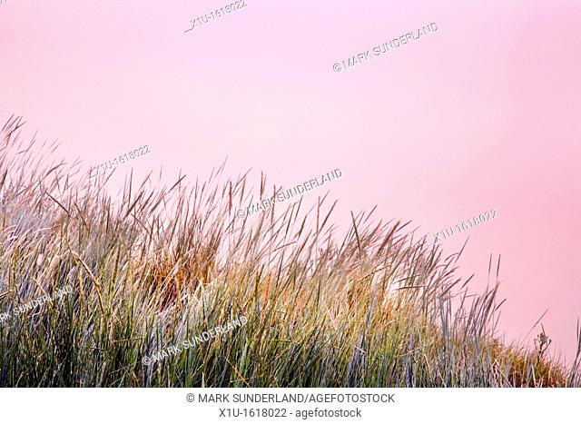 Grasses and Twilight on a Misty Morning at Newnham Gloucestershire England