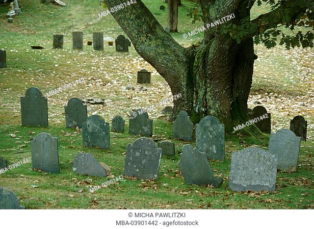Graveyard, tombstones, tree