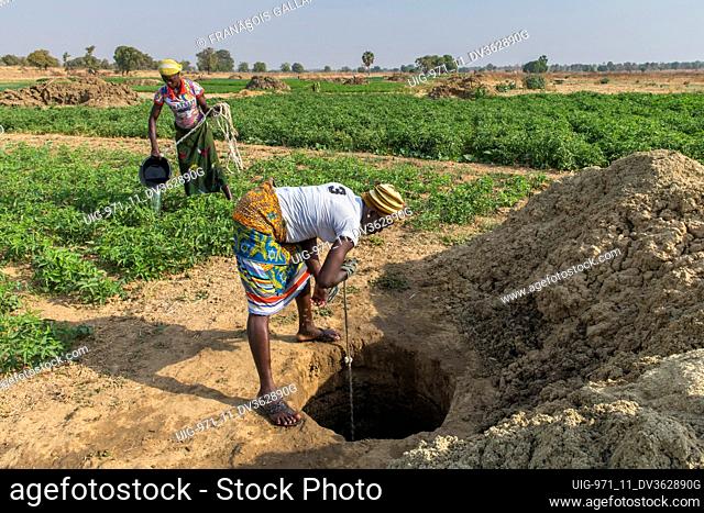 Microfinance client market farming in Savanes province, North Togo