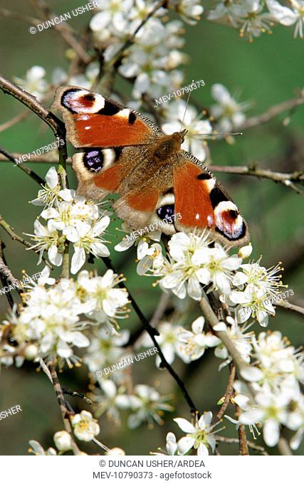 Peacock Butterfly - on blackthorn blossom (Prunus spinosa) (Inachis io)