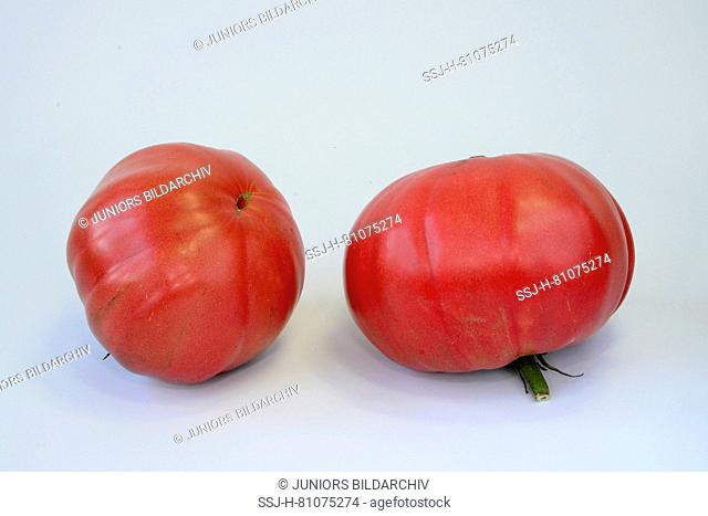 Tomato (Solanum lycopersicumm), variety: Giant Ox Hearth-Tomato, Bulls Heart-Tomato, two fruit. Studio picture against a white background