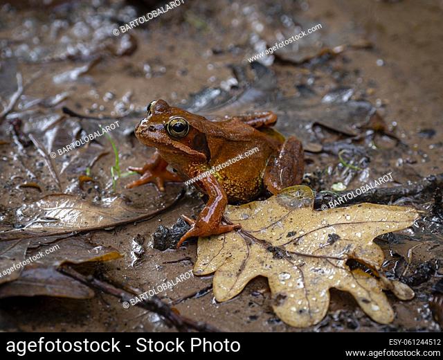 Grass Frog (Rana temporaria parvipalmata), Robledal de Ucieda, Saja-Besaya Natural Park, Cantabria, Spain