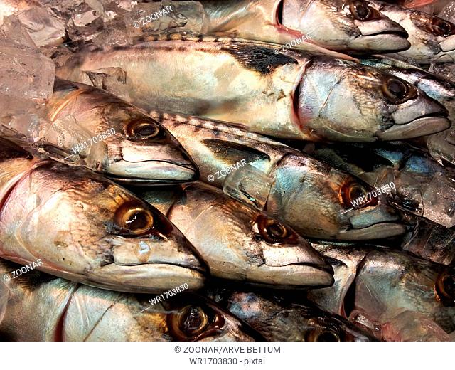 Fresh whole mackerel