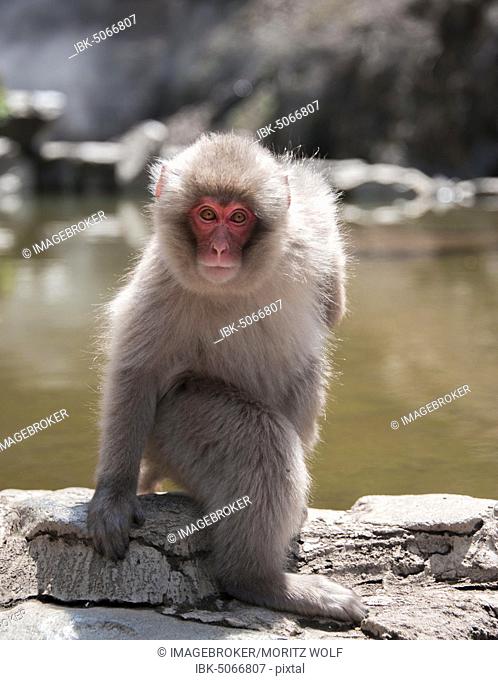 Japanese macaque (Macaca fuscata) sits by the water, Yamanouchi, Nagano Prefecture, Honshu Island, Japan, Asia