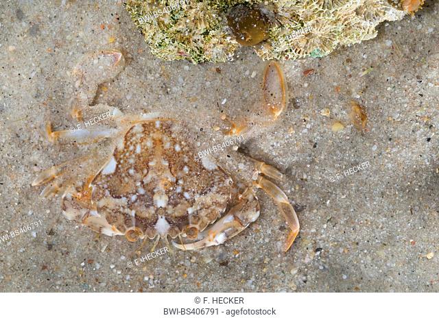 marbled swimming crab (Liocarcinus marmoreus, Portunus marmoreus), on sea bottom