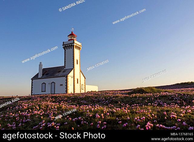 Lighthouse Les Poulains in the evening light, meadow with blooming carnations, Pointe des Poulains, Belle-Ile-en-Mer, France, Brittany, Morbihan department