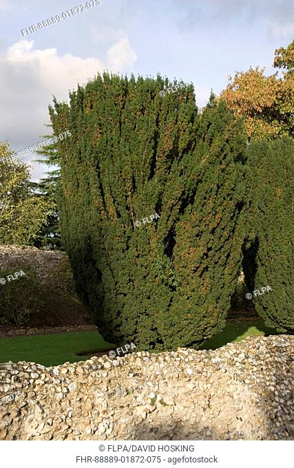 Common Yew Tree, Taxus baccata, at Abbey Gardens Bury St Edmunds Suffolk