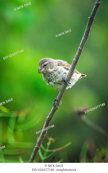 Vegetarian finch perched on branch looking down