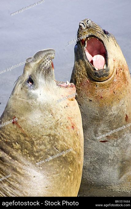 Southern Elephant seal (Mirounga leonina), young adults fighting on falkland beach