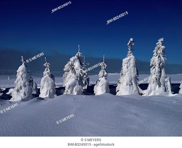 untouched wide snow-covered plain with row of conifers, Czech Republic, Erz Mountains, Keilberg