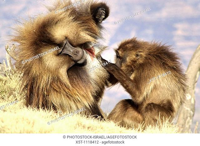 Africa, Ethiopia, Simien mountains, Gelada monkeys Theropithecus gelada social activity