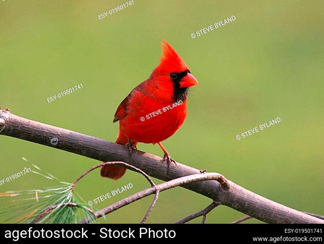 Northern Cardinal (cardinalis cardinalis