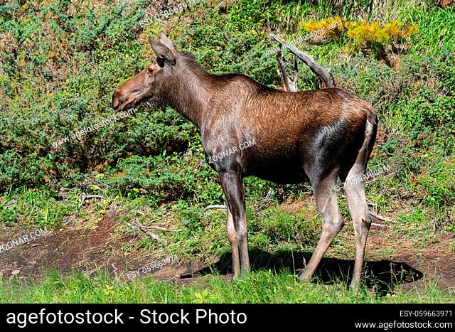 Moose (Alces alces), image was taken in Jasper National Park, Alberta, Canada