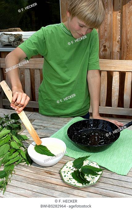 stinging nettle (Urtica dioica), leaves are dipped into batter and deep-fried in hot fat, Germany