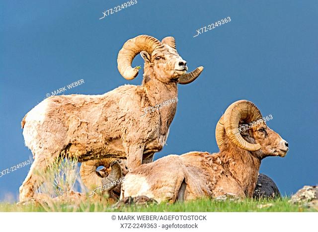 Yellowstone, Rocky Mountain Bighorn Sheep near Mount Everts and Rescue Creek at Yellowstone National Park in southern Montana