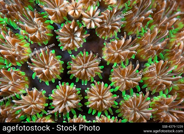 Close-Up Detail of Coral Polyps