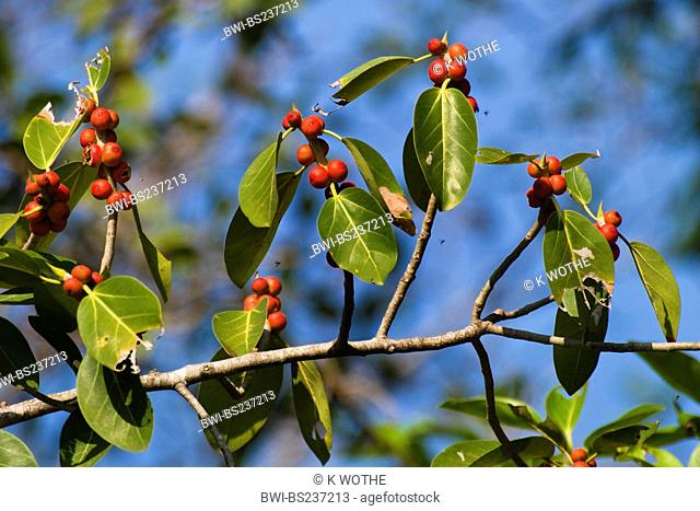 Banyan Ficus benghalensis, branch with fruits, India