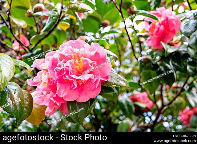 Pink camellia flower on tree with dew drops. Winter's rose