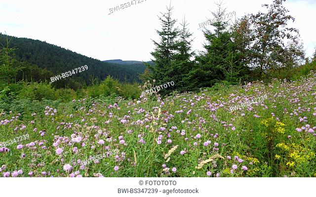 Canada thistle, creeping thistle (Cirsium arvense), butterflies on blooming thistles at storm damaged forest area by hurricane Kyrill, Germany