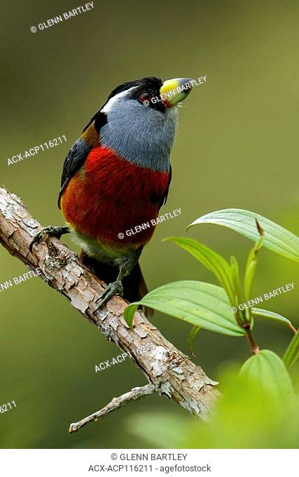 Toucan Barbet (Semnornis ramphastinus) perched on a branch in the Andes Mountains of Colombia
