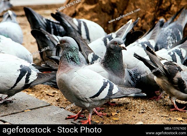 City pigeons in Bielefeld