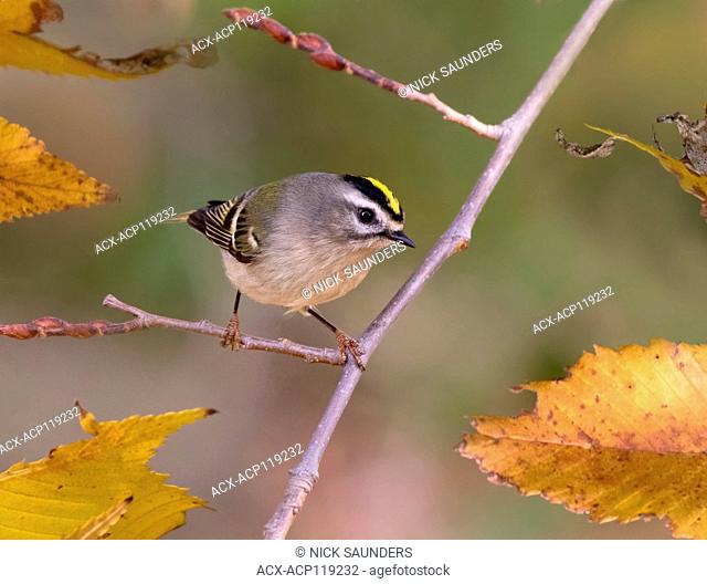 A female Golden-crowned Kinglet, Regulus satrapa, perched on a branch in the fall, in Saskatoon, Saskatchewan, Canada