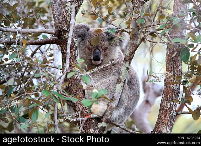 A baby koala and mother sitting in a gum tree on Magnetic Island, Queensland Australia
