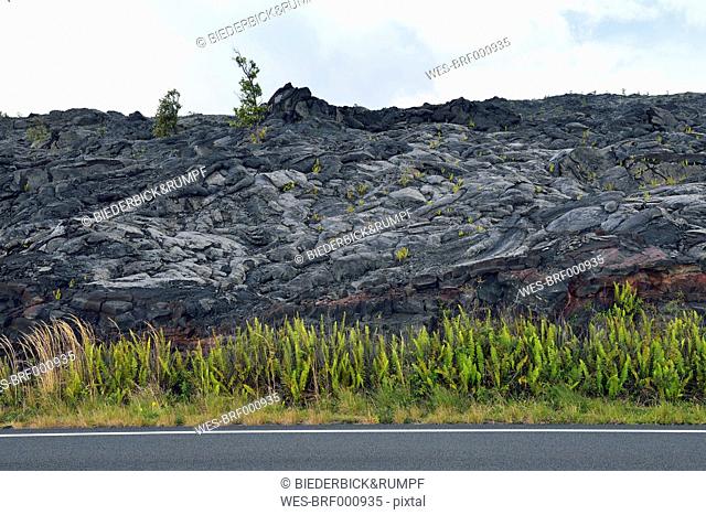 USA, Hawaii, Big Island, Volcanoes National Park, Chain of Craters Road in front of plants lava field