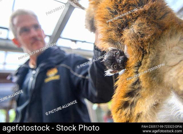 17 May 2023, Saxony-Anhalt, Magdeburg: Animal keeper Michael Banse feeds a female black macaque at Magdeburg Zoo, which carries a few days old cub on her belly