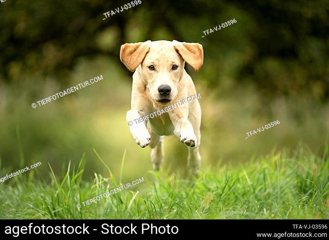 young Labrador Retriever