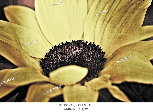 Sunflower with texture in the landscape