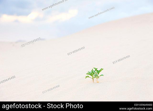 Two new green plant sprouts in desert sands. New life concept