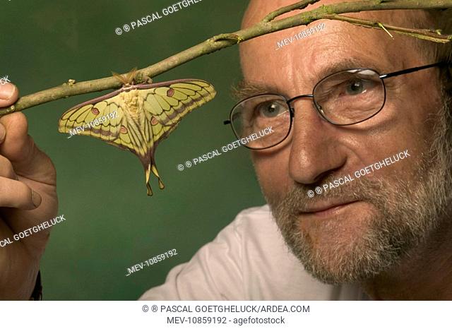 Hybrid of the moths Spanish Moon Moth, Graellsia isabellae, and Chinese Moon Moth, Actias sinensis. Robert Lemaitre is looking at the deployment of the wings