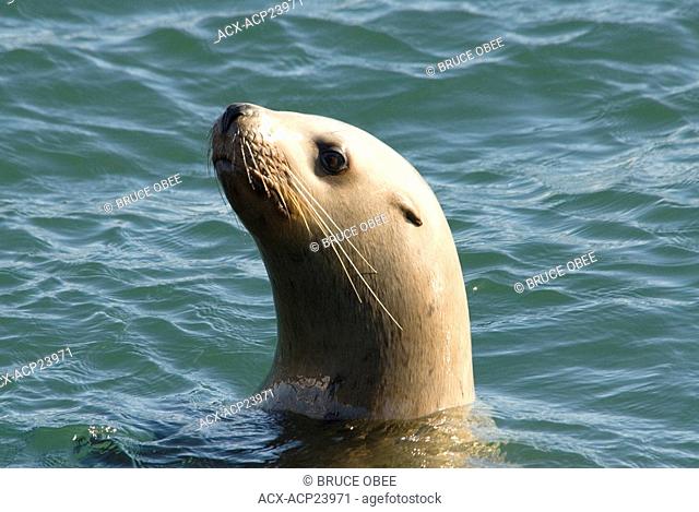 Spring herring spawns attract sea lions to Fanny Bay on Vancouver Island, British Columbia, Canada