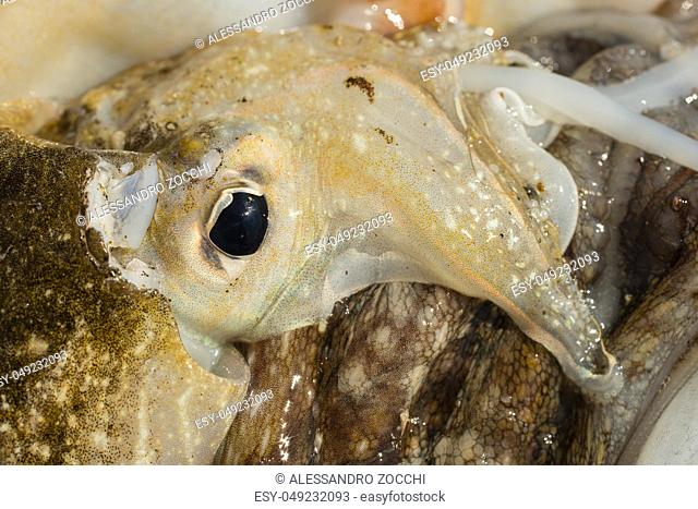 Detail of the eye and mouth parts of a freshly fished cuttlefish