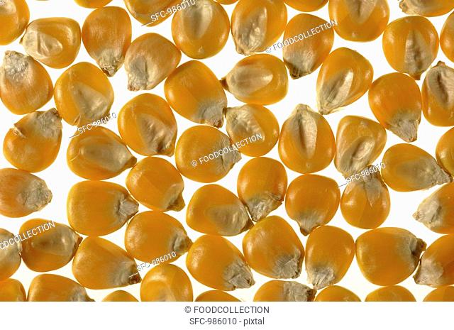 Corn kernels full-frame