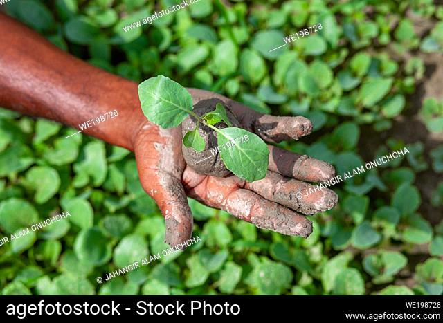Two muddy hands are holding a small green plant. Plant in hands. Green plant background. Life and Savings concept