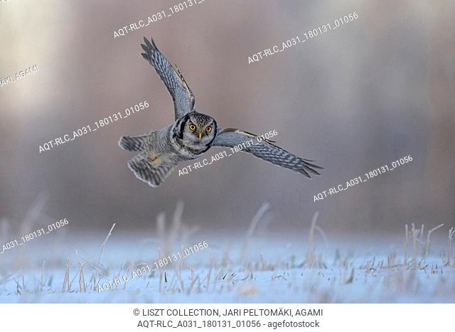 Northern Hawk-Owl hunting low over snowy ground, Northern Hawk-Owl, Surnia ulula