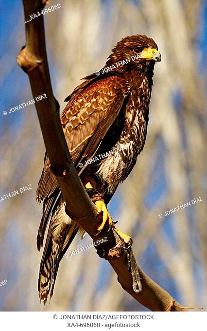 Harri's Hawk (Parabuteo unicinctus)