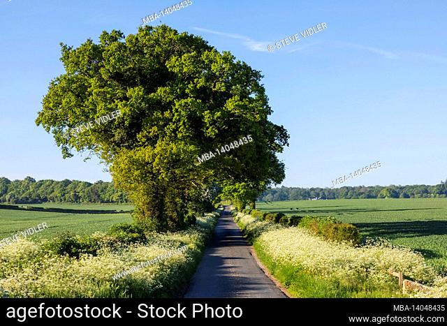 england, hampshire, empty country road near basingstoke