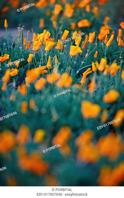 california poppy flower field at antelope valley poppy reserve