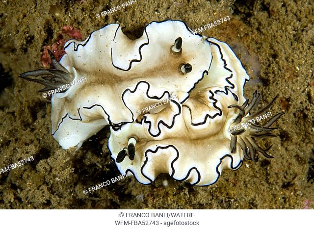 Couple of Nudibranch, Glossodoris atromarginata, Lembeh Strait, Sulawesi, Indonesia