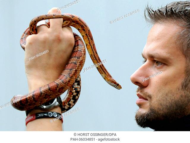 A Corn snake and biologist Volker Gruen face off as he is taking stock at the zoo in Duisburg, Germany, 07 January 2013. Photo: HORST OSSINGER | usage worldwide