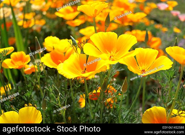 Summer backgroung. Flowers of eschscholzia californica or golden californian poppy, cup of gold, flowering plant in family papaveraceae