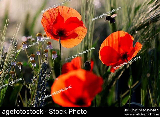 10 June 2023, North Rhine-Westphalia, Duesseldorf: A bumblebee flies at a poppy flower in Hubbelrath. Photo: David Young/dpa