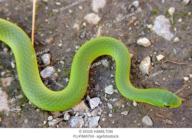 Smooth Green Snake, Bronte Creek Provincial Park, Bronte, Ontario