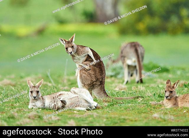 Eastern grey kangaroos, Macropus giganteus, Victoria, Australia